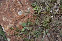 Glossocardia bosvallia